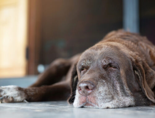 Hypothyroidism and Hyperthyroidism in Pets: Symptoms and Care