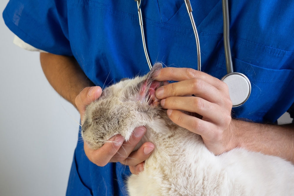 A veterinarian in blue scrubs examining the inside of a cat’s ear while gently holding the cat’s head.