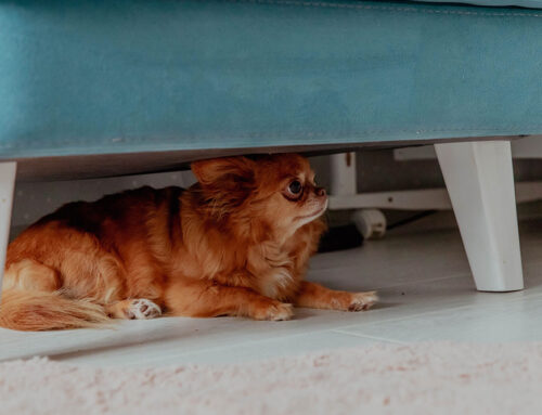 Signs of Stress and Anxiety in Dogs and Cats: How to Help