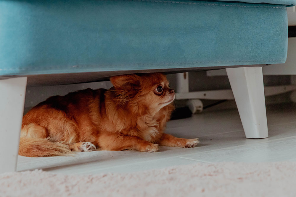 A small fluffy dog lies under a teal sofa, looking outward with a cautious expression. The scene conveys a sense of safety and curiosity.