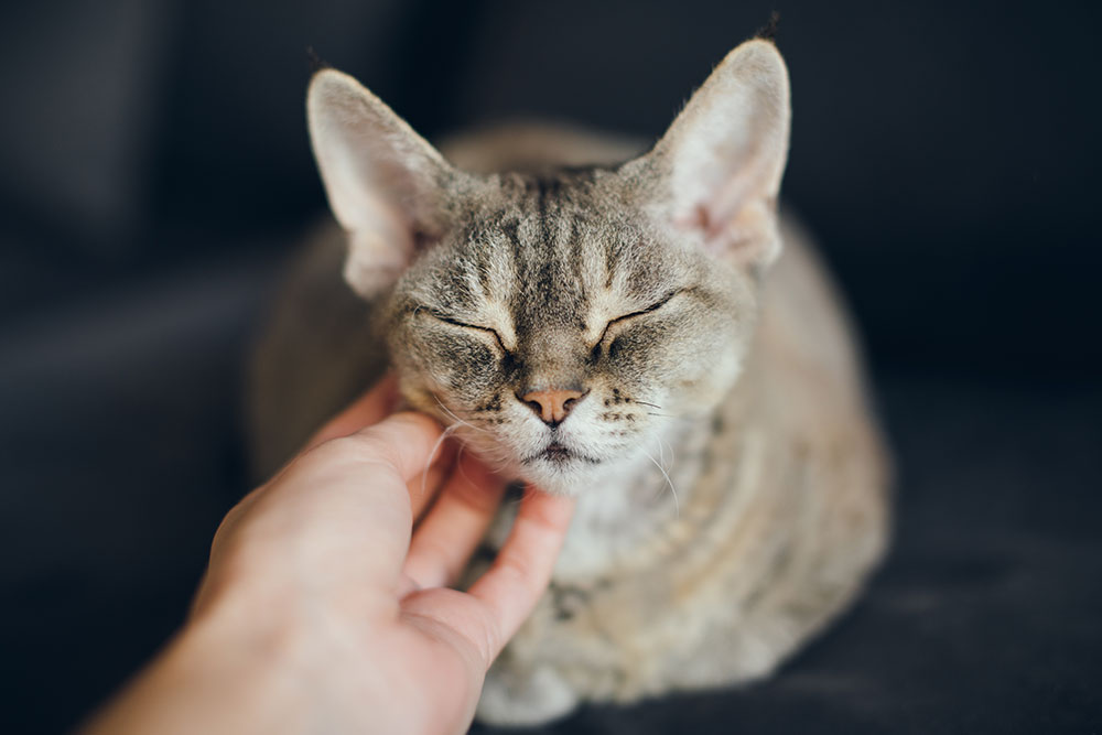 Relaxed cat with eyes closed being gently petted by a hand
