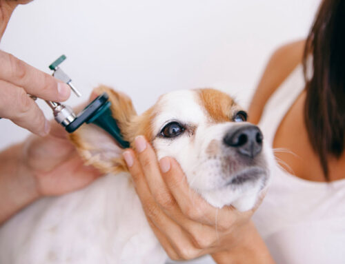 How Ear Problems Impact Your Pet’s Overall Health and Well-Being