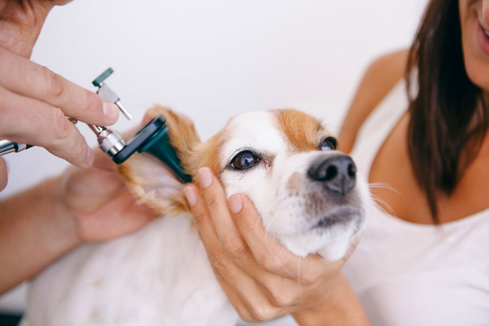 A veterinarian examining a small dog’s ear with an otoscope while the owner gently holds the dog still.