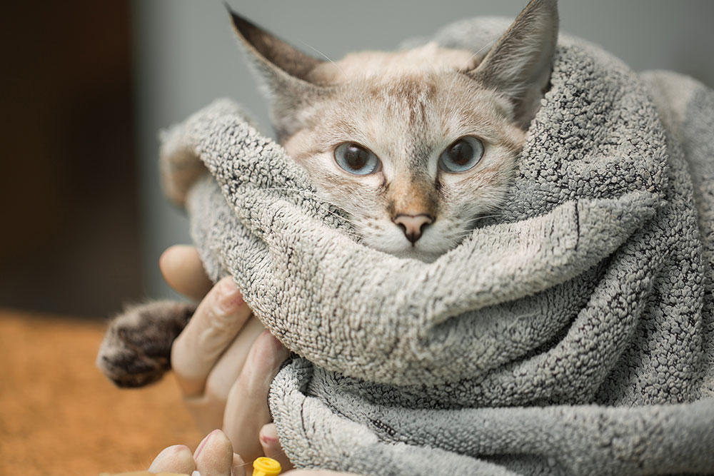 A Siamese-mix cat wrapped snugly in a grey towel while receiving medical care.
