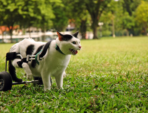 Assistive Devices: Harnesses, Carts, and Traction Aids