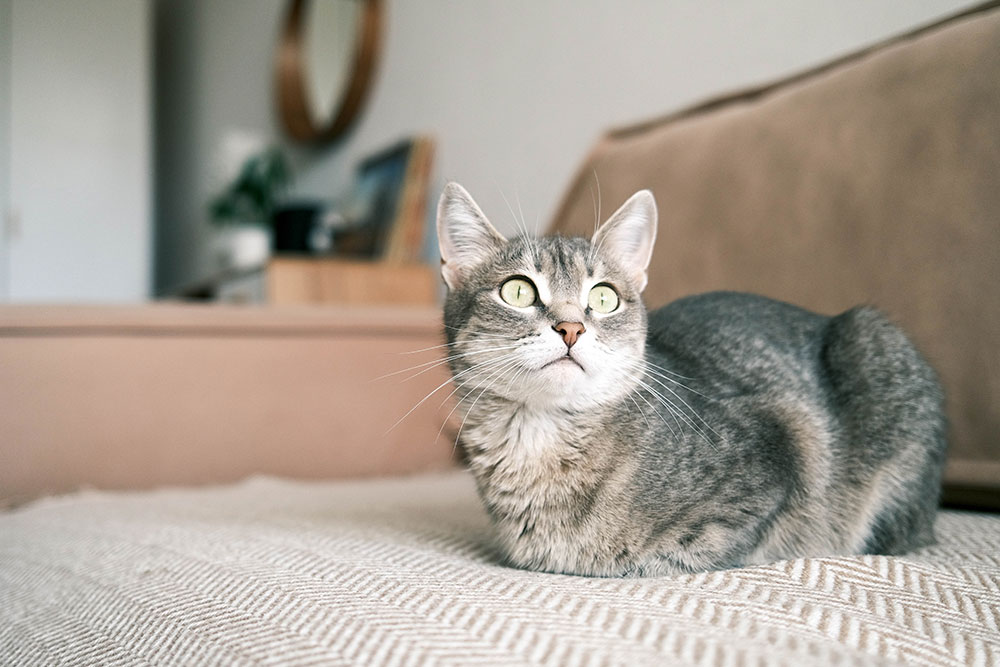A grey tabby cat sitting in a loaf position on a tan sofa looking alert.