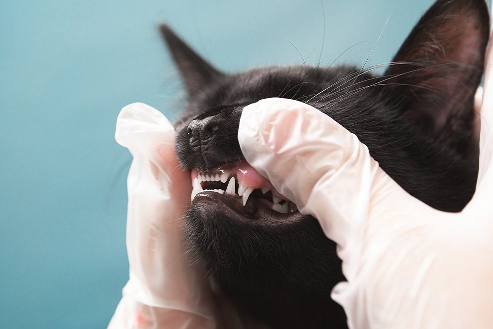 Pet dental care appointment with veterinarian checking a black cat’s oral health.