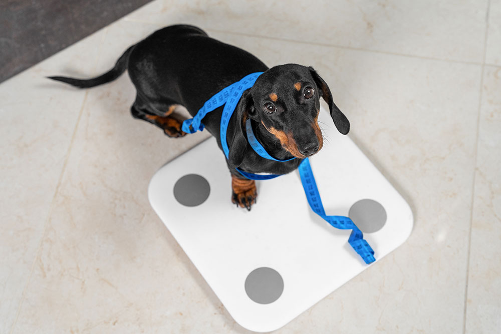 A high-angle view of a black and tan Dachshund standing on a white digital scale with a blue measuring tape around its body.