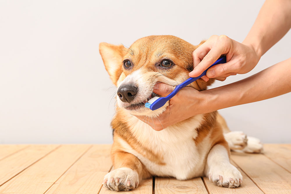 Dog dental care routine showing toothbrush cleaning dog teeth and gums.