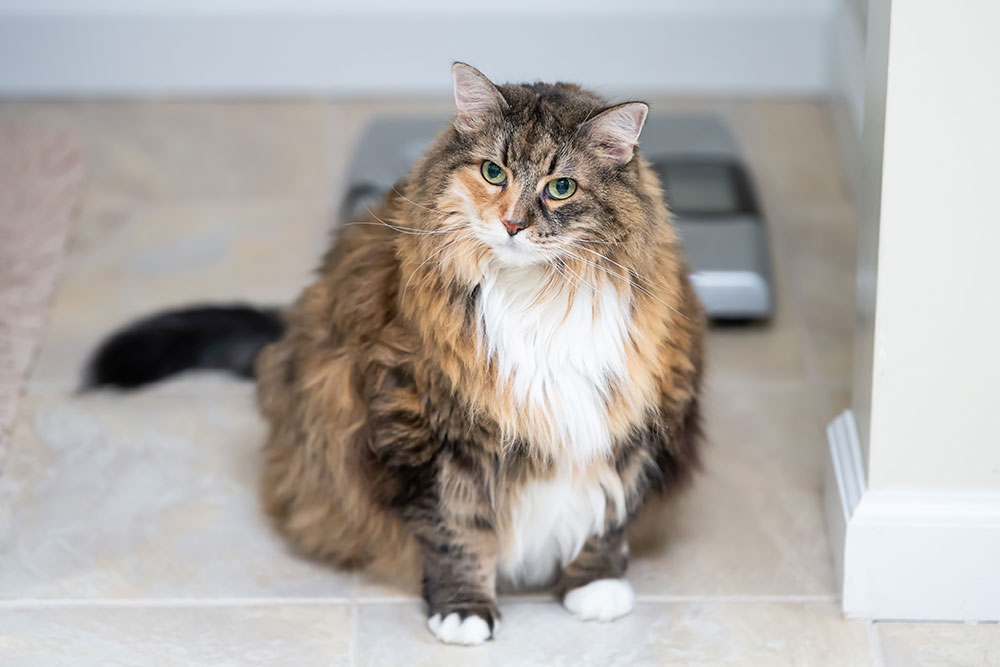 A fluffy, overweight calico cat sitting on a tile floor in front of a digital weight scale.