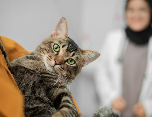 Life-Stage Care: Puppy/Kitten, Adult, Senior—What Changes When