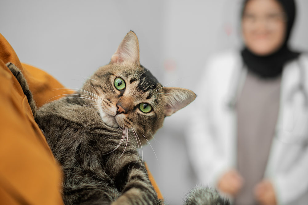 A cat being held during a veterinary visit with a veterinarian in the background, symbolizing professional consultation when urgent care is required outside regular hours.