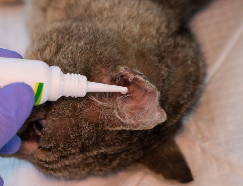 Vestibular Disease: When Balance Problems Mimic Ear Infections