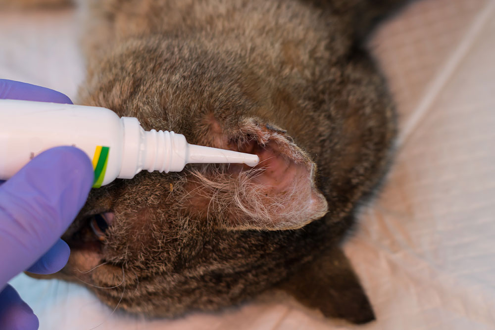 A close-up shot of a gloved hand using a white plastic bottle to administer liquid medication into the ear of a brown tabby cat lying on a white surface.