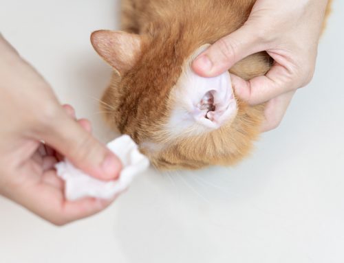 The Do’s and Don’ts of Ear Care for Cats