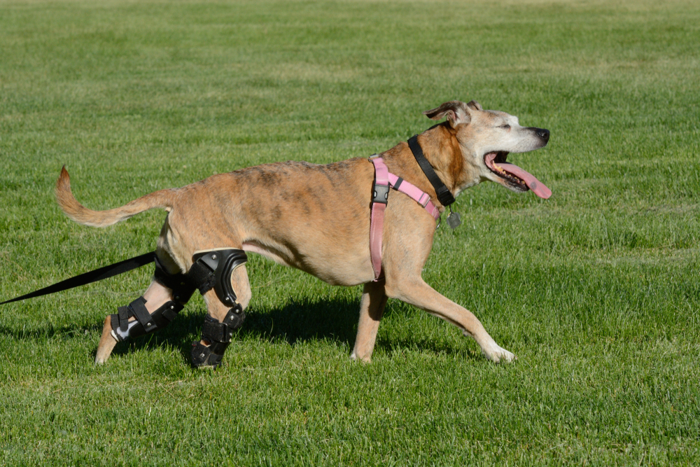 A senior dog wearing a pink harness and a supportive rear leg brace walks across a grassy field with its tongue out.