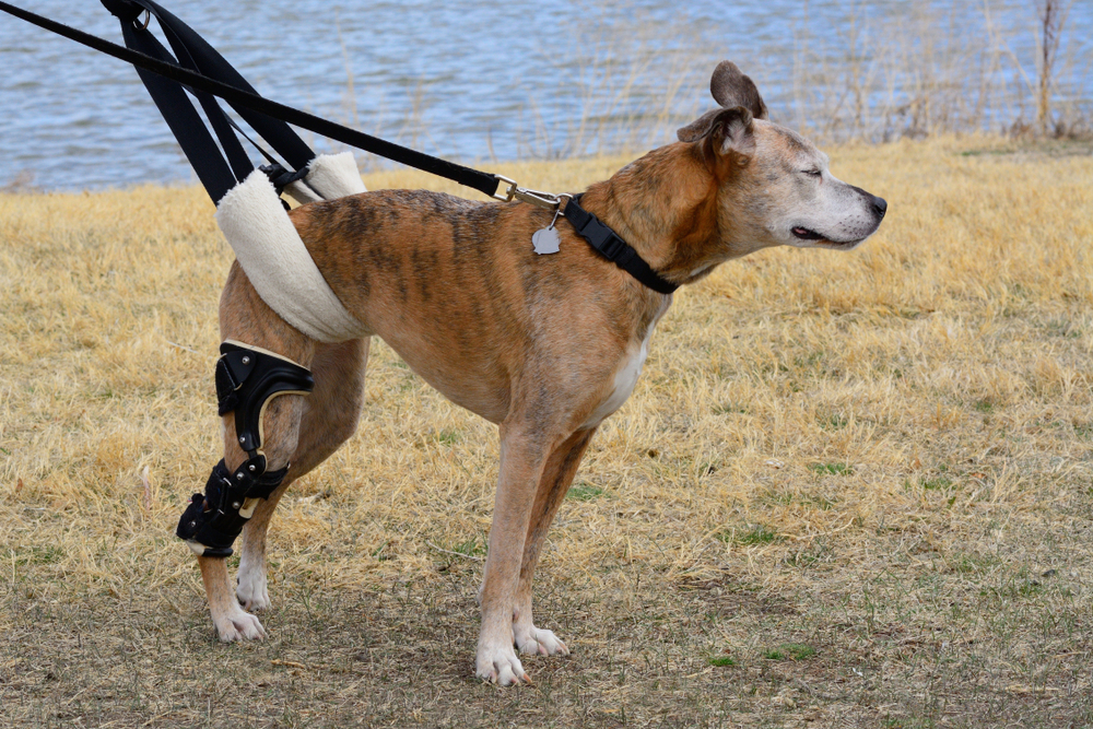 Senior boxer mix dog with orthopedic leg braces enjoying a walk after knee ligament surgery.