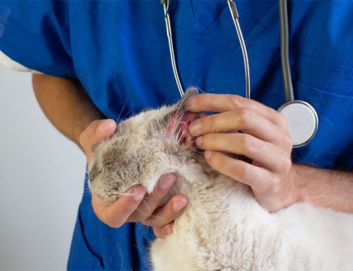 Are You Cleaning Your Pet’s Ears Correctly or Causing More Irritation?
