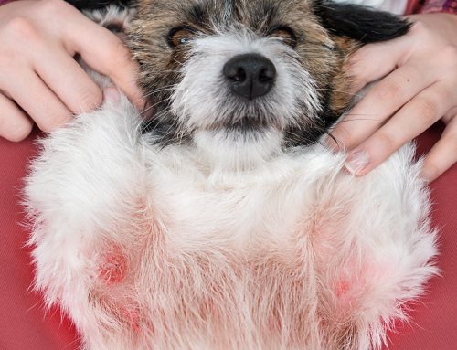 What Should You Do If Your Pet Has an Allergic Reaction?