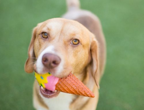 Which Questions Should You Ask Before Choosing a Dog Daycare?
