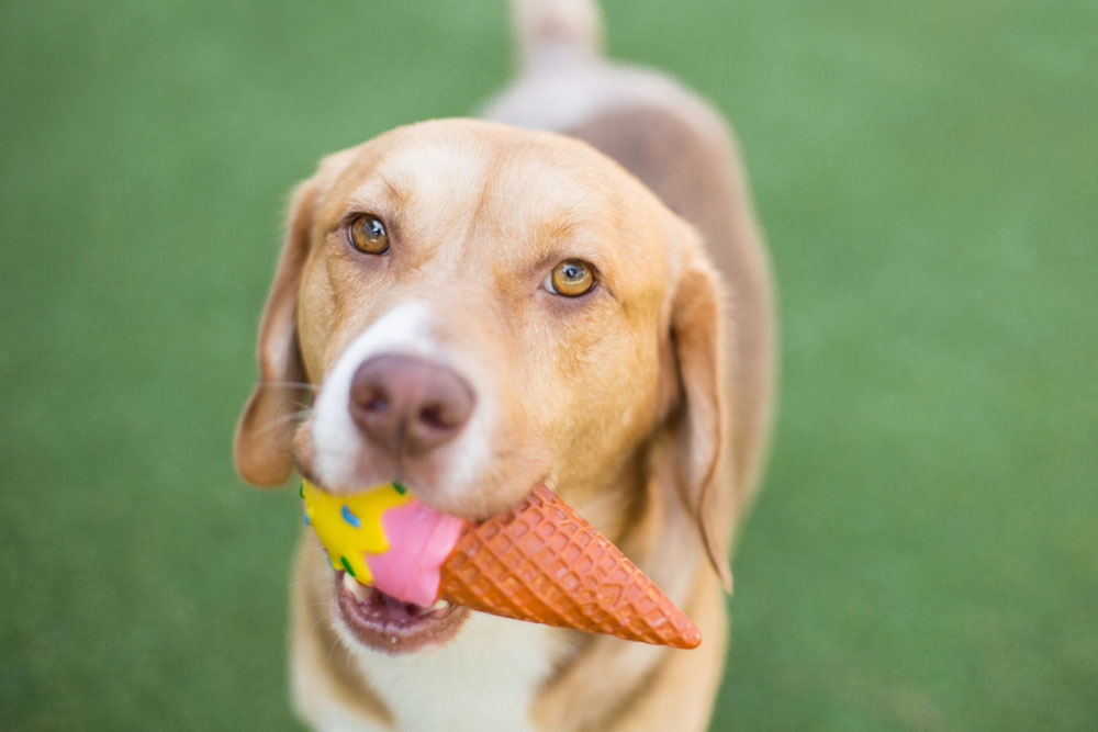 A light brown dog with white markings stands on grass holding a colorful ice cream cone toy with a pink scoop and decorations in its mouth.