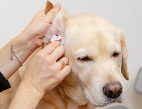 Why Does My Pet’s Chronic Ear Infection Need Testing Instead of Just Treatment?