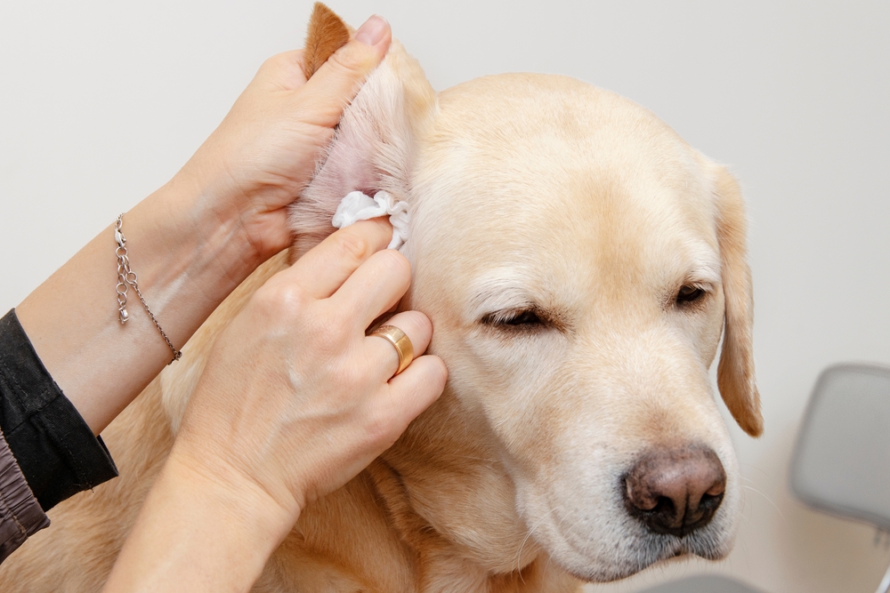 Dog receiving ear cleaning to help maintain healthy ears and hygiene.