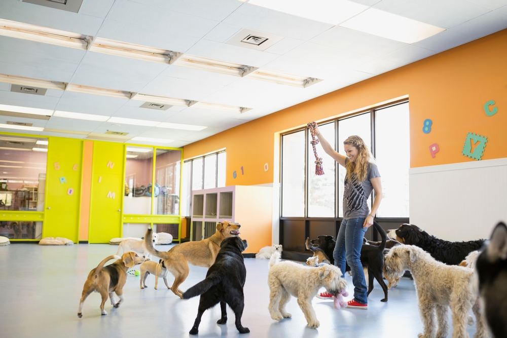 A woman stands in a brightly lit room holding a dog toy, surrounded by multiple playful dogs. The walls are orange and decorated with colorful letters. Sunlight streams in through the large windows.