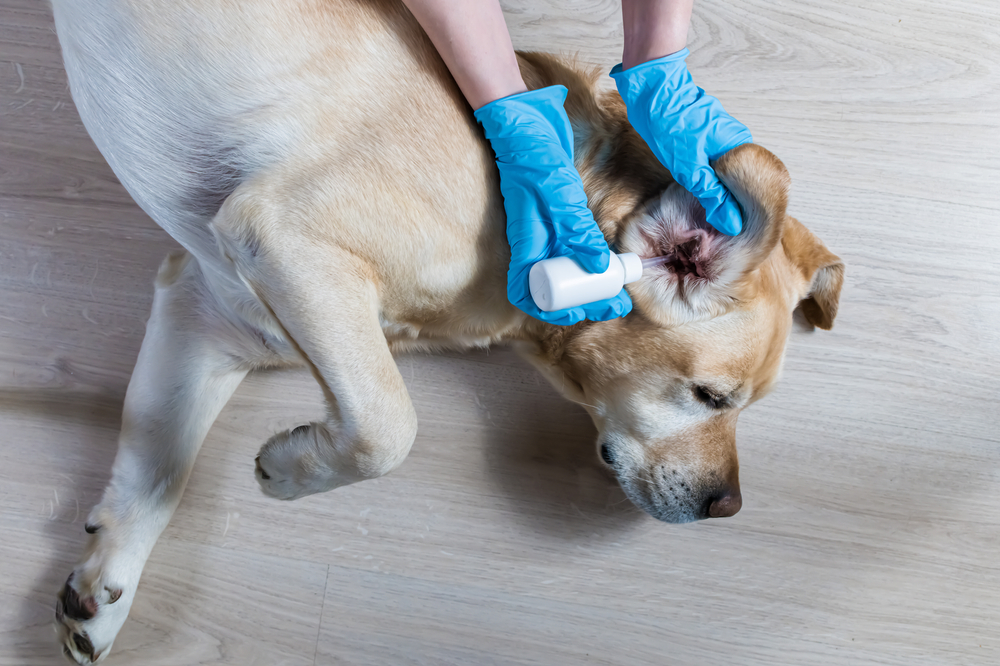 Labrador Retriever receiving ear medication during treatment for an ear condition.